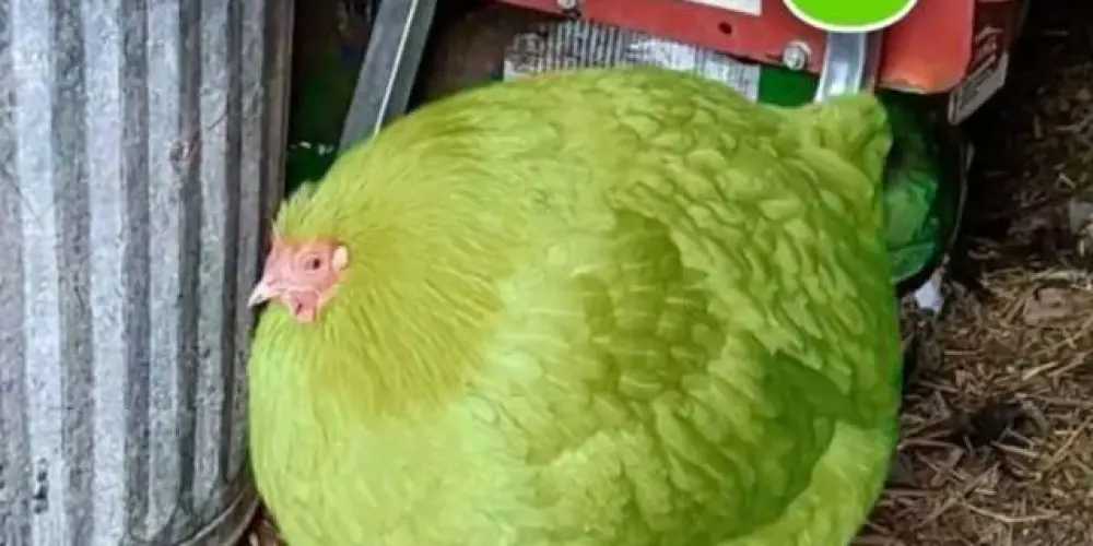 Imagem do grupo de WhatsApp Amizades br 2.0