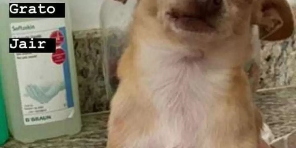 Imagem do grupo de WhatsApp ☛A͎m͎i͎z͎a͎d͎e͎s͎ ͎B͎R͎☚