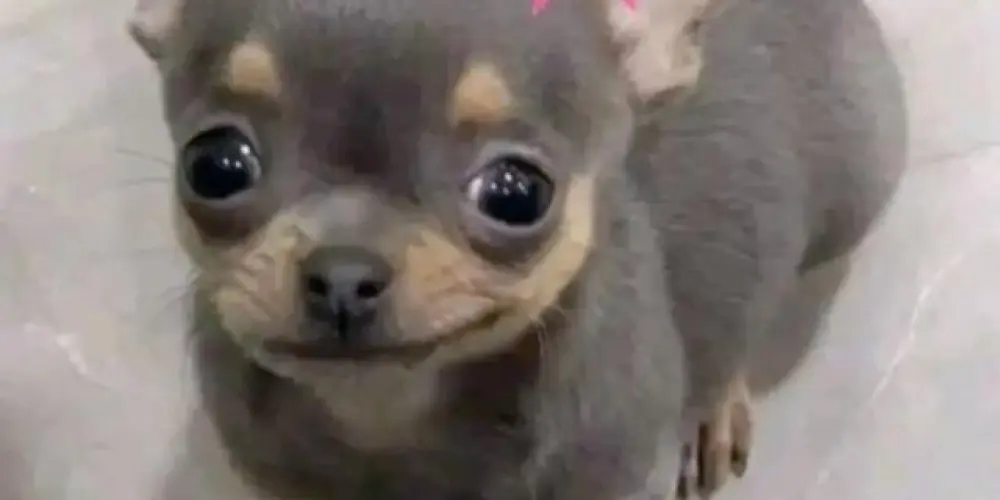 Imagem do grupo de WhatsApp amizades-br🇧🇷🫶🏽🇧🇷