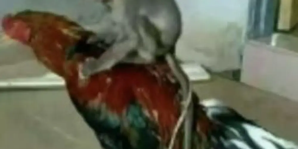 Imagem do grupo de WhatsApp Amizades checks