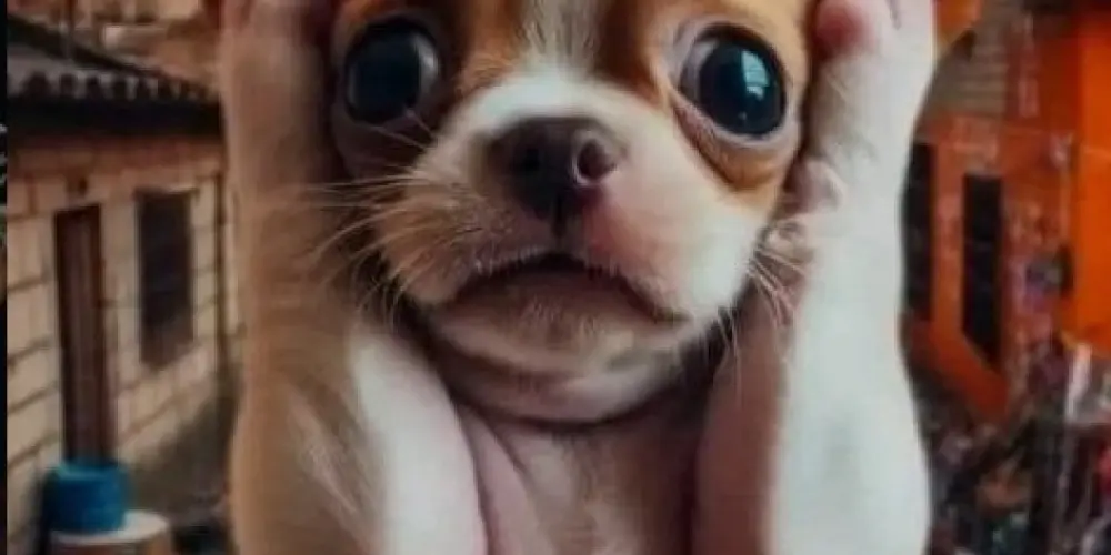 Imagem do grupo de WhatsApp Amizades coloridas