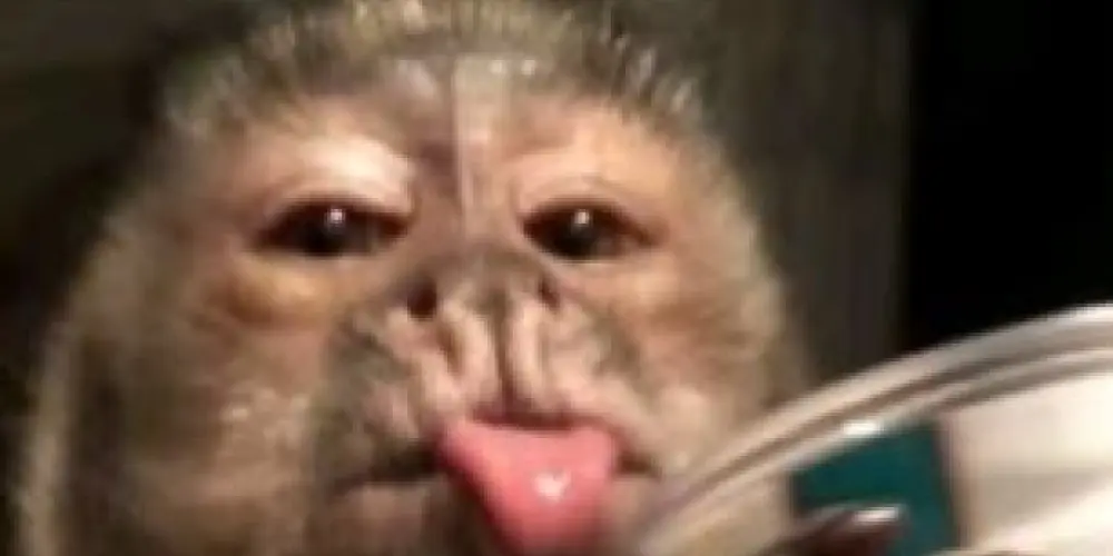 Imagem do grupo de WhatsApp Amizades de bsb