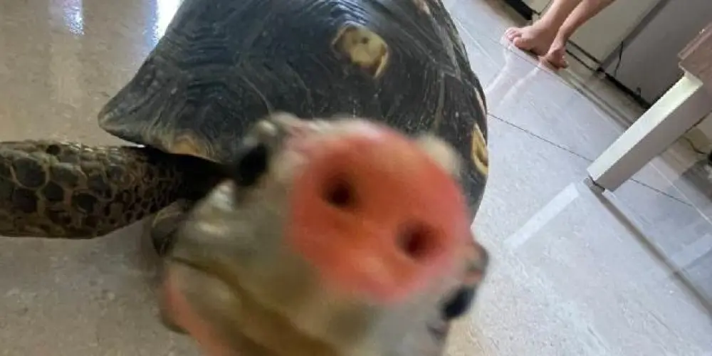 Imagem do grupo de WhatsApp Amizades e "amor" 👹