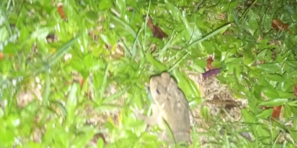 Imagem do grupo de WhatsApp Amizades e broderagens