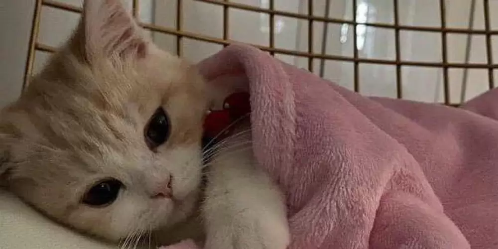 Imagem do grupo de WhatsApp amizades e tals