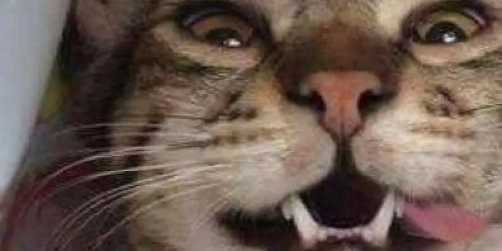 Imagem do grupo de WhatsApp Amizades e zueira