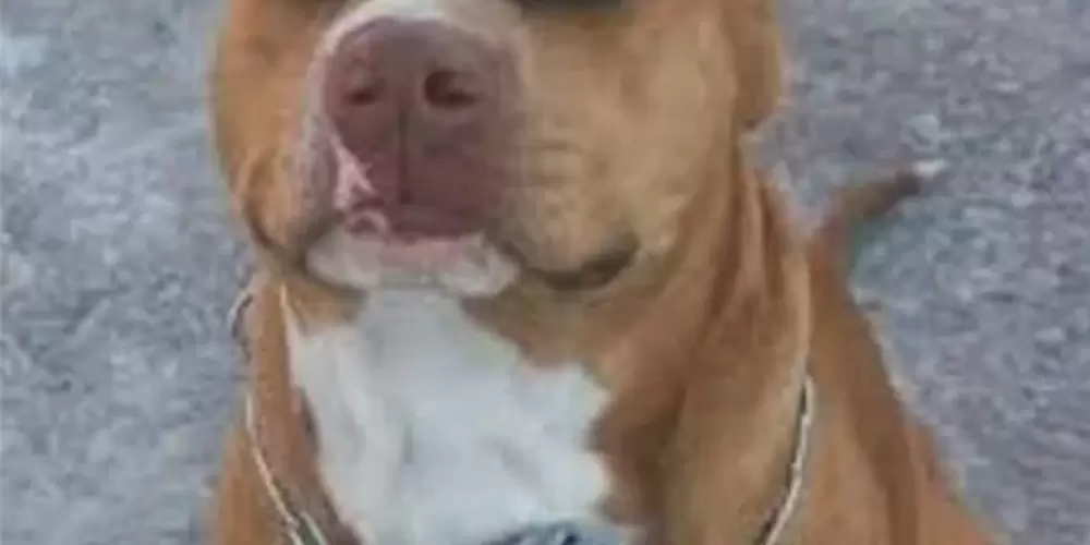 Imagem do grupo de WhatsApp 《 Amizades e zueiras 》🤪