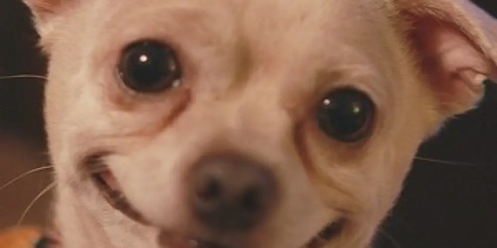 Imagem do grupo de WhatsApp Amizades em Nova Friburgo