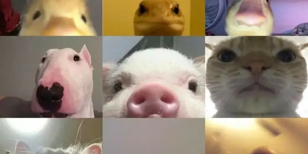 Imagem do grupo de WhatsApp AMIZADES LOUCAS E DIVERTIDAS 02