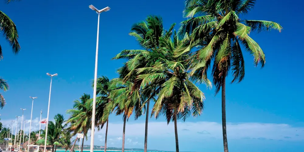Imagem do grupo de WhatsApp Amizades MCZ 🌴
