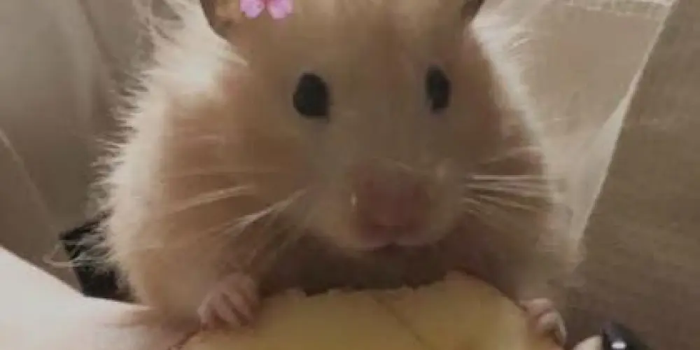 Imagem do grupo de WhatsApp 《Amizades namoros e zueiras》😍🥴