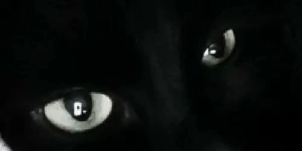 Imagem do grupo de WhatsApp Amizades noturnas