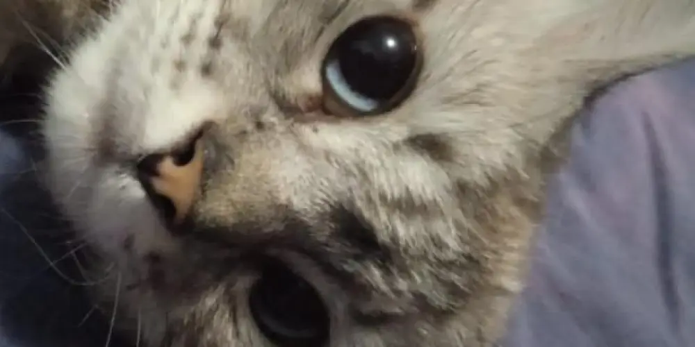 Imagem do grupo de WhatsApp Amizades novas🐱😺