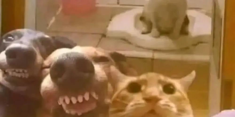 Imagem do grupo de WhatsApp Amizades novas 🤡