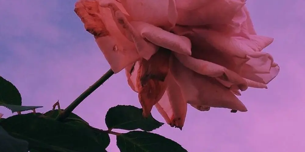 Imagem do grupo de WhatsApp Amizades ou namoro