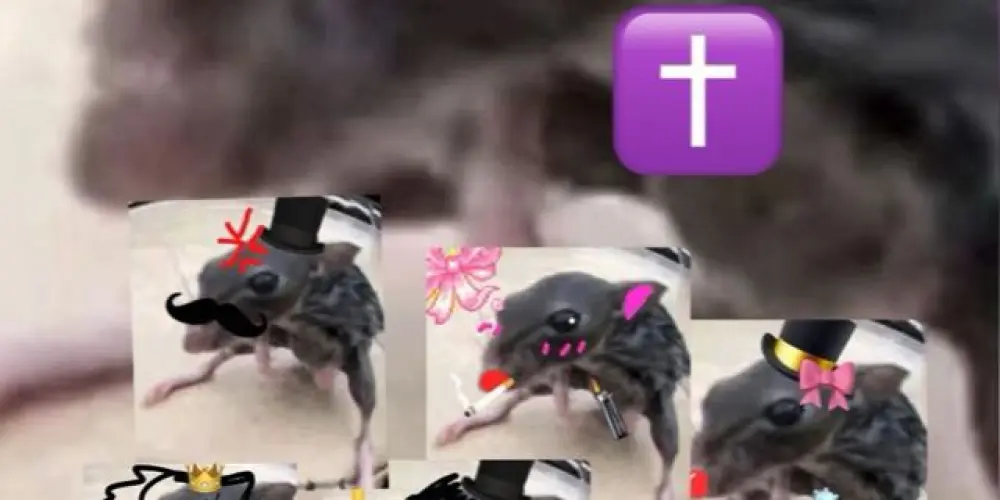 Imagem do grupo de WhatsApp AMIZADES sem frescura