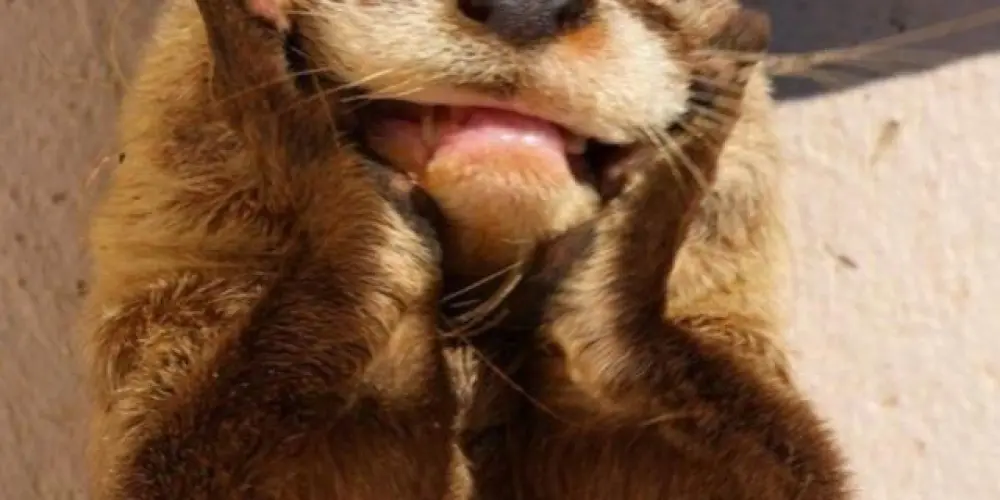 Imagem do grupo de WhatsApp AMIZADES VIRTUAIS EL DO MUNDO 🗺️