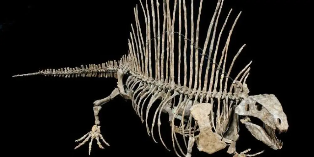 Imagem do grupo de WhatsApp ✨AMIZADES VIRTUAL ✨