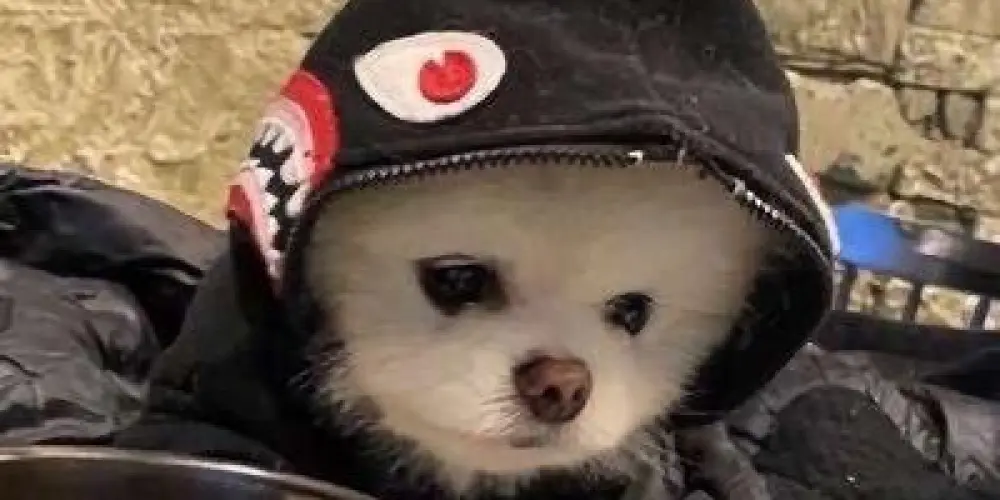 Imagem do grupo de WhatsApp AMIZADES WEB 2