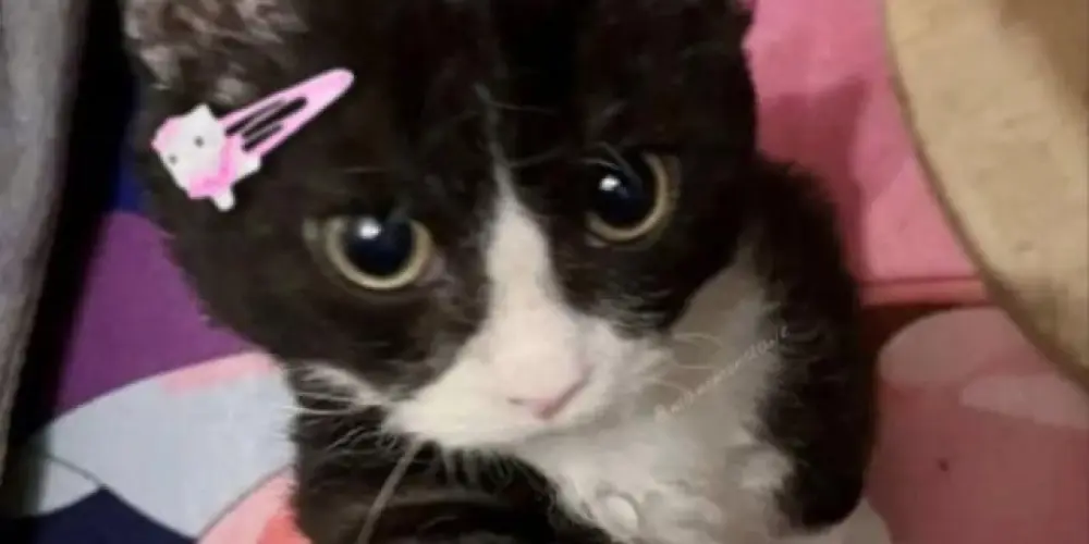 Imagem do grupo de WhatsApp Amizades web✌️