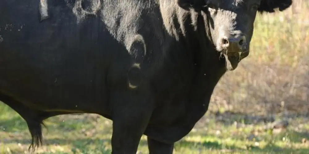 Imagem do grupo de WhatsApp Amizades, zueiros e Animes