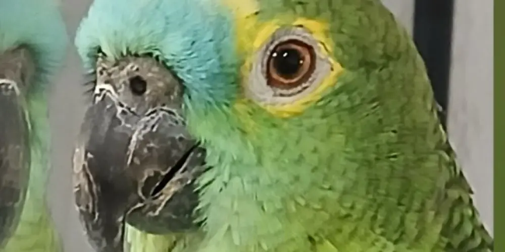 Imagem do grupo de WhatsApp Amizades/namoro