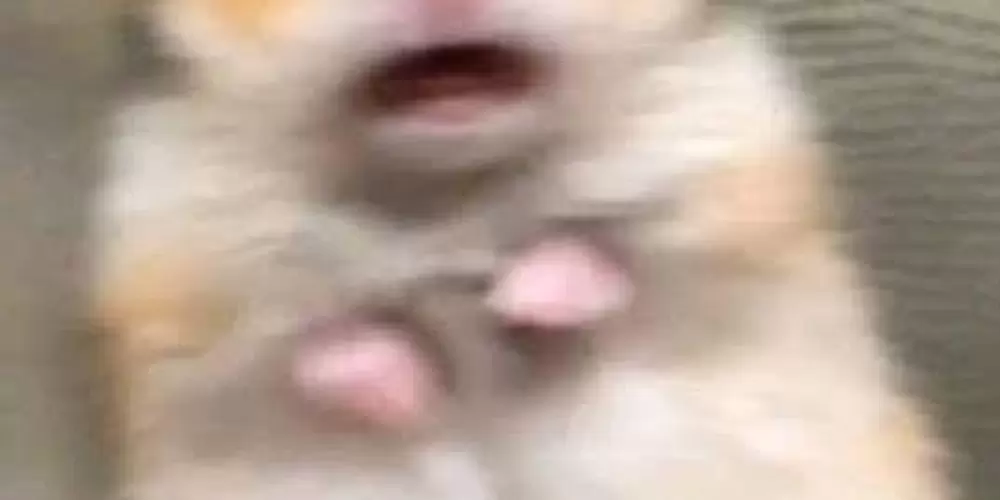 Imagem do grupo de WhatsApp AMIZADES/P