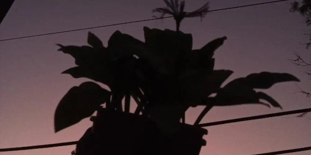 Imagem do grupo de WhatsApp Amizades/passa tempo