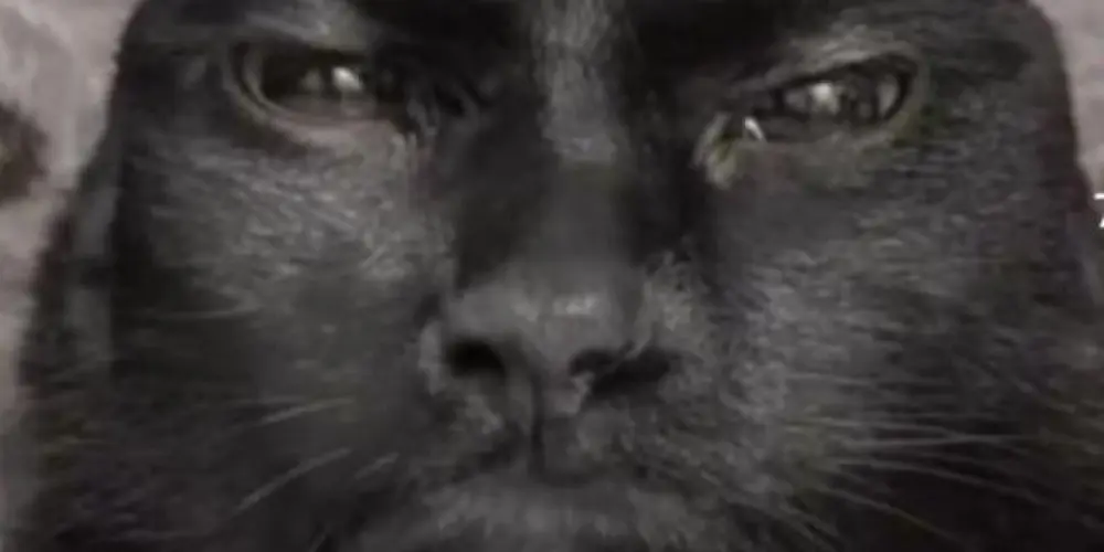 Imagem do grupo de WhatsApp Amizade/trabalho