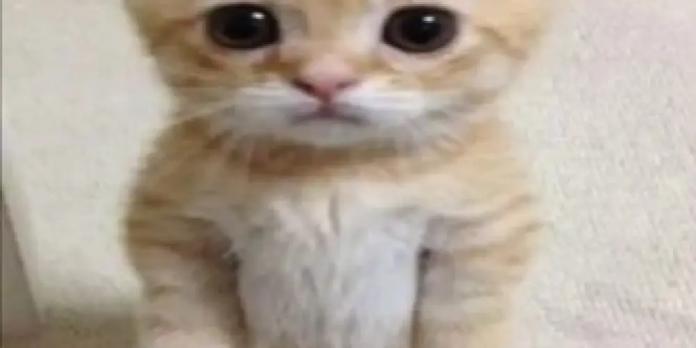 Imagem do grupo de WhatsApp 『💜』αмιzα∂є яαιz『💜』