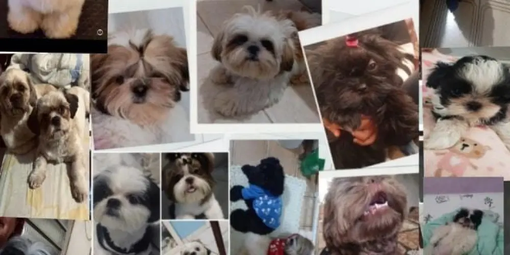 Imagem do grupo de WhatsApp Amo Shitzu ❤️❤️Amo Pets❤️❤️