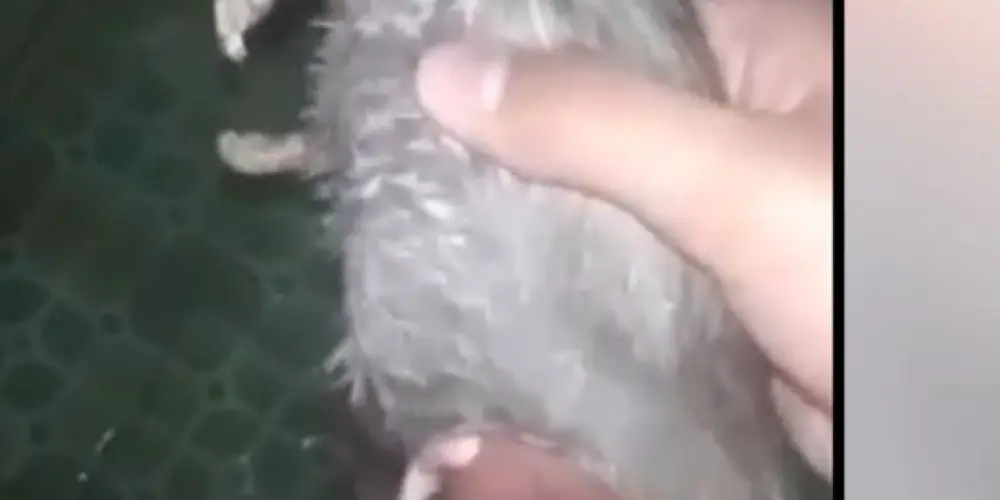 Imagem do grupo de WhatsApp Amor