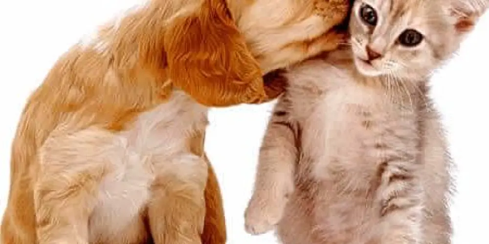 Imagem do grupo de WhatsApp Amor aos pets ❤️🐾