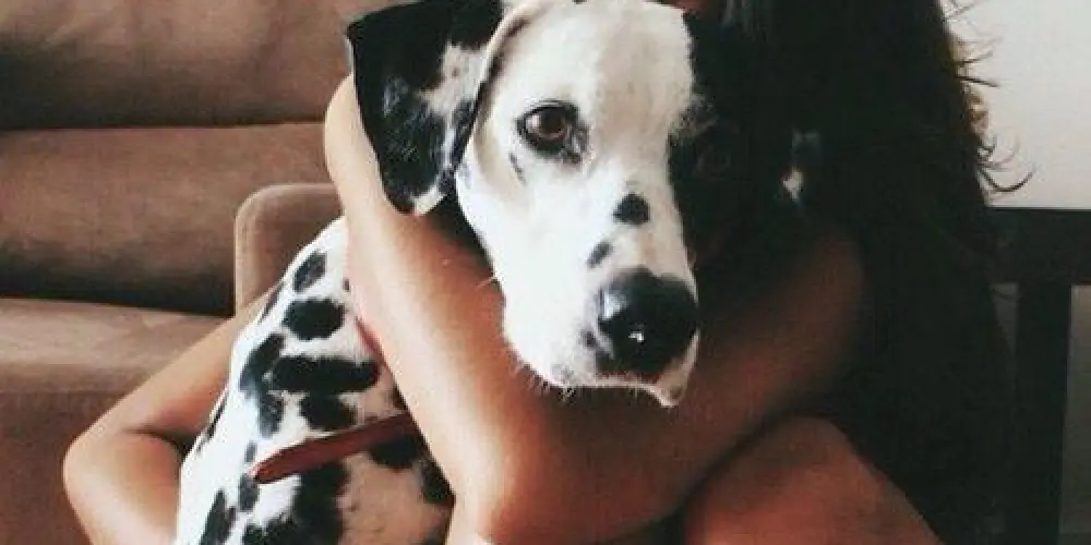 Imagem do grupo de WhatsApp Amor canino