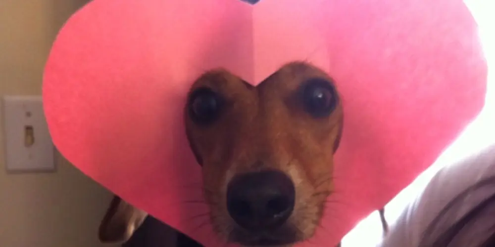 Imagem do grupo de WhatsApp AMOR E AMIZADE 💗