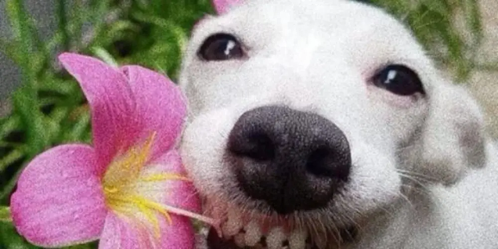 Imagem do grupo de WhatsApp AMOR E AMIZADE 💗