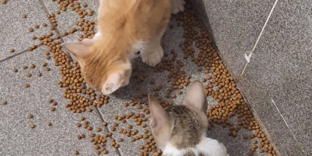 Imagem do grupo de WhatsApp Amor e amizades 24h🇧🇷🏳️‍🌈