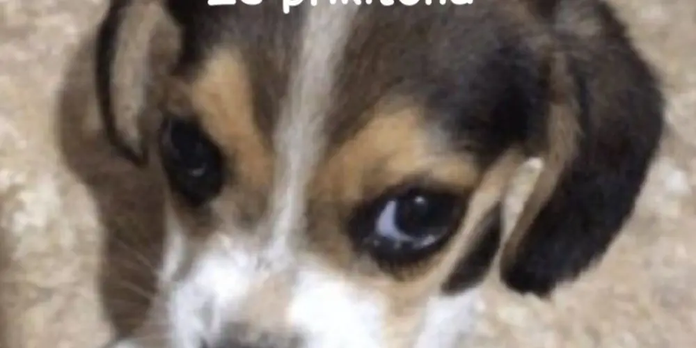 Imagem do grupo de WhatsApp 『 ⚜️❤️AMOR E ROMANCE❤️ ⚜️』