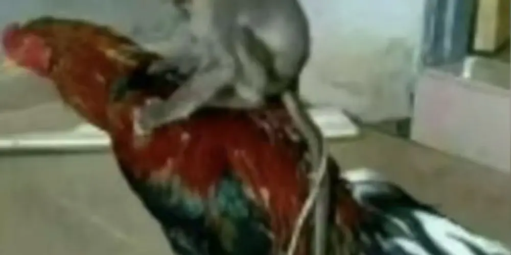 Imagem do grupo de WhatsApp AMOR E ROMANCE JOVEM❤️