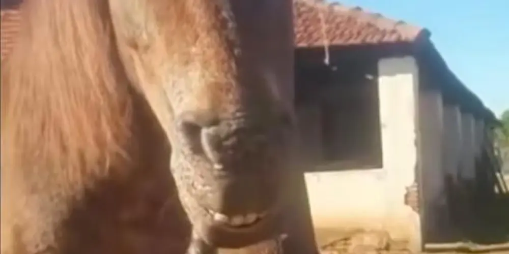 Imagem do grupo de WhatsApp AMZD PLUS