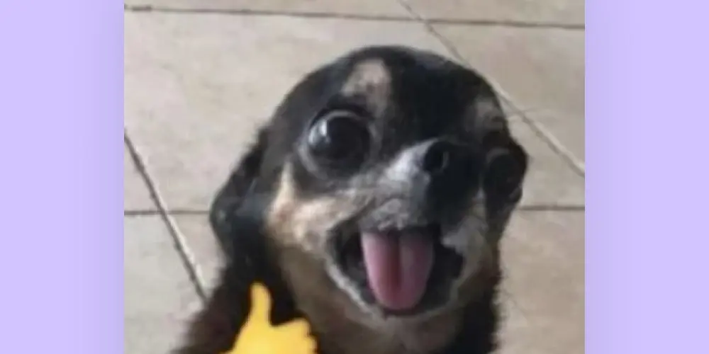 Imagem do grupo de WhatsApp Amzds