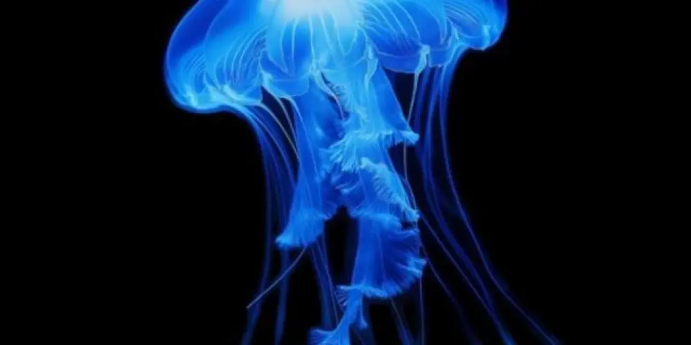 Imagem do grupo de WhatsApp Angelic Souls¡☆