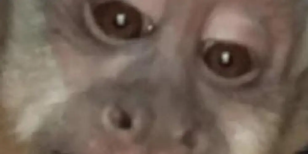 Imagem do grupo de WhatsApp animalszone 💯