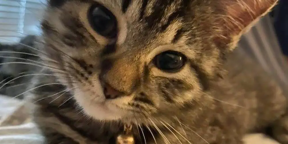 Imagem do grupo de WhatsApp Animes Figurinhas Brasil