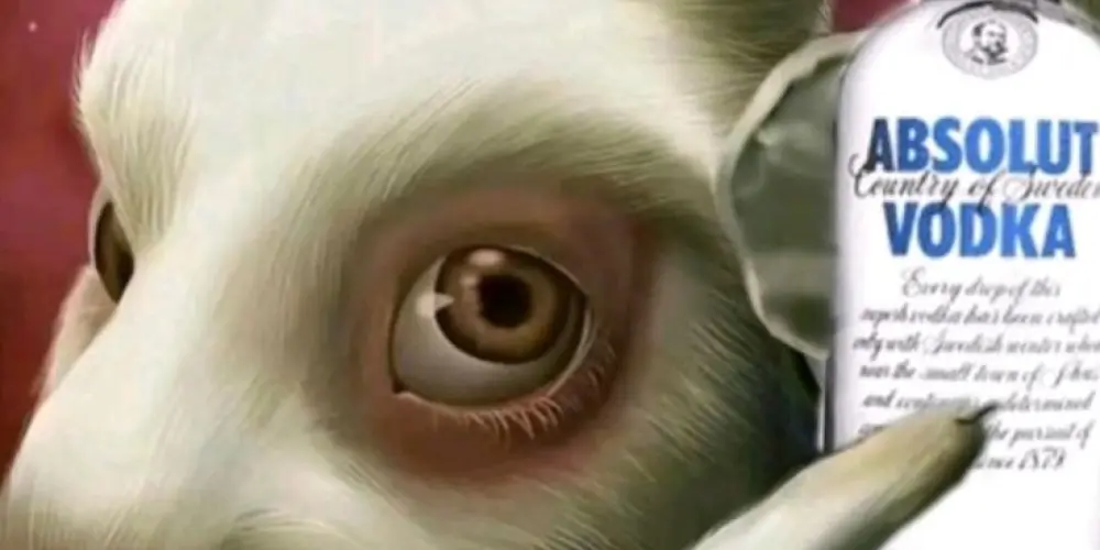 Imagem do grupo de WhatsApp anjos caidos