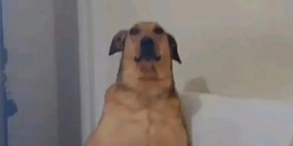 Imagem do grupo de WhatsApp anormais 🙈