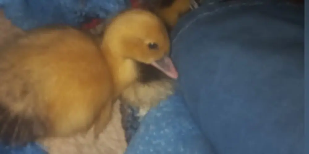 Imagem do grupo de WhatsApp ANTI DEPRESSÃO 📚