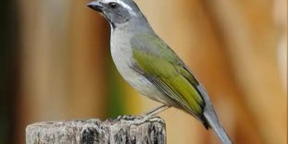 Imagem do grupo de WhatsApp APAC - ASSOCIAÇÃO PASSARÍGENA DE ASSOBIO E CANTO - SOMOS 1000 PASSARINHOS.