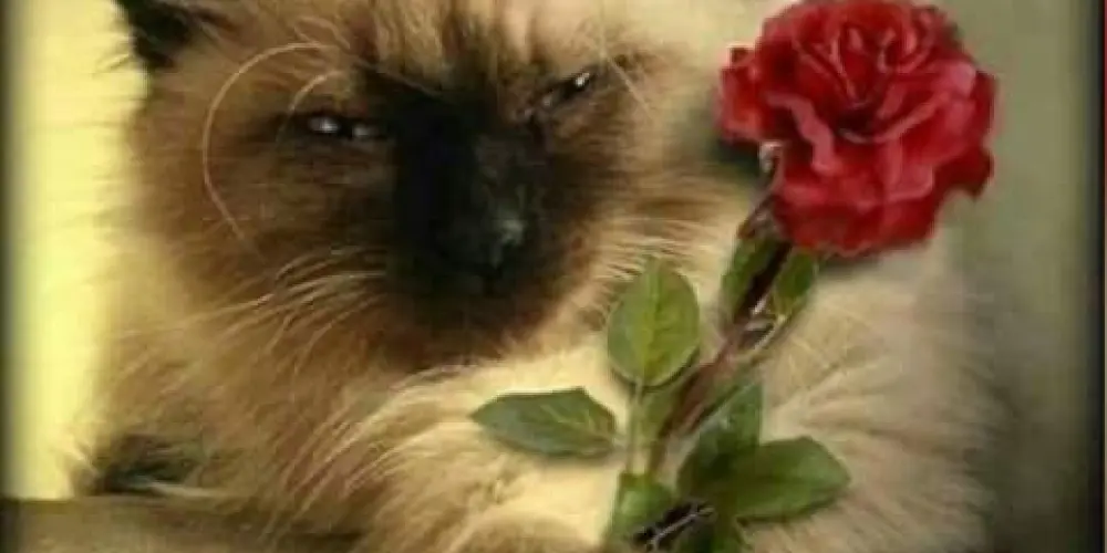 Imagem do grupo de WhatsApp Apaixonados em gatos