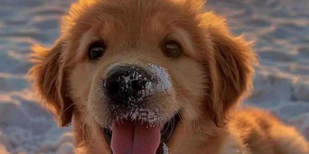 Imagem do grupo de WhatsApp Apaixonados em Pets 😻🐕🐶